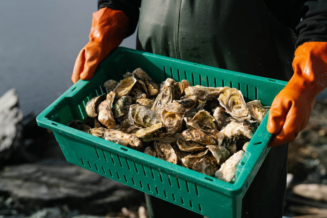 Delish Article - Alaska Oysters are the Best!