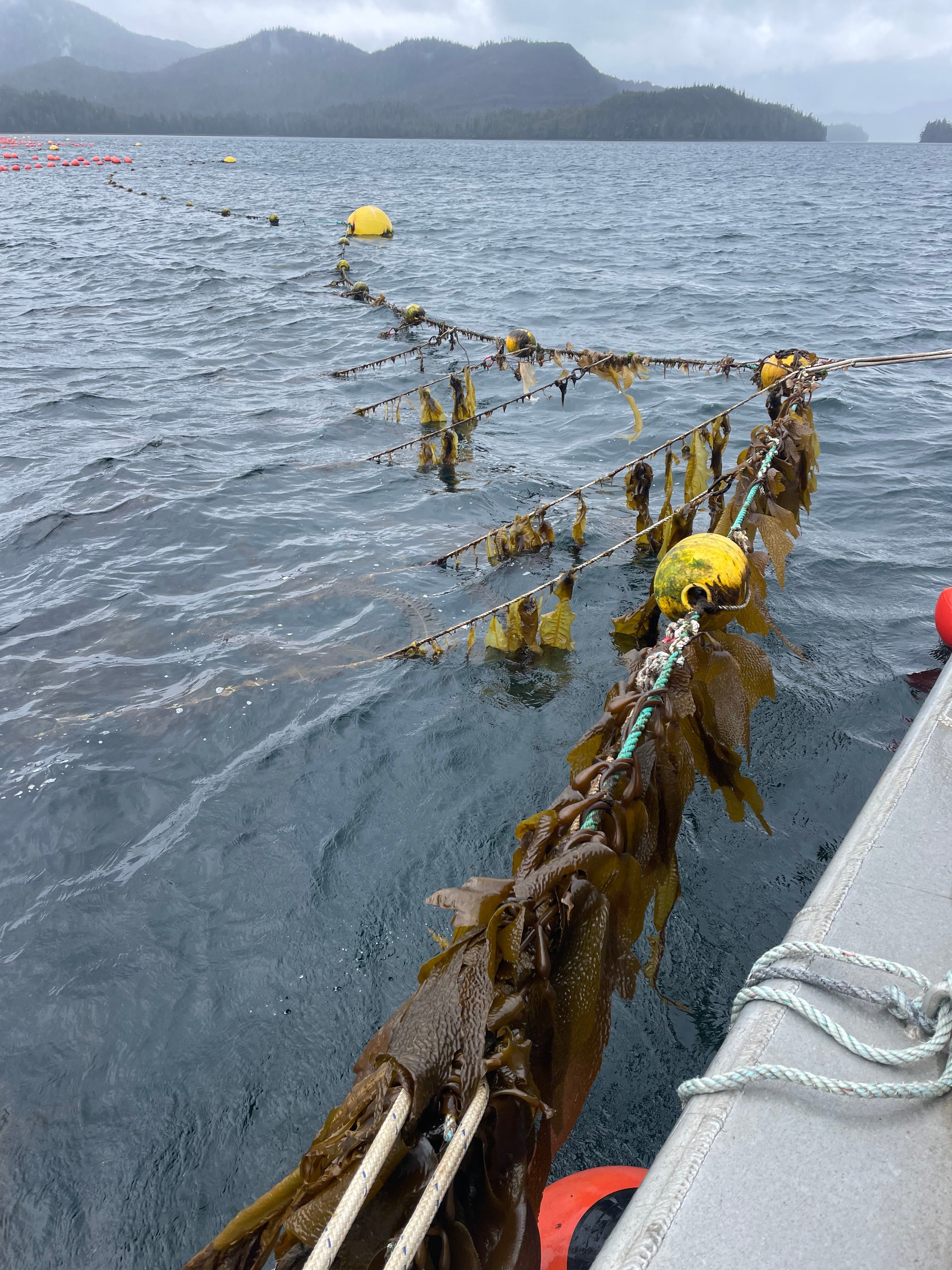 Interest in kelp farming is on the rise in Alaska, but the infrastructure is still catching up